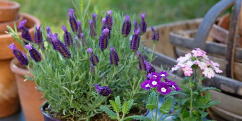 Flowerpot, Plant, Flower, Purple, Garden, Botany, Flowering plant, Lavender, Annual plant, Houseplant, 