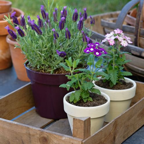 Flowerpot, Plant, Flower, Purple, Garden, Botany, Flowering plant, Lavender, Annual plant, Houseplant, 