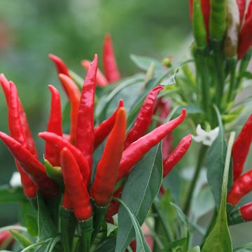 Ingredient, Red, Bird's eye chili, Spice, Produce, Malagueta pepper, Bell peppers and chili peppers, Chili pepper, Carmine, Flowering plant, 