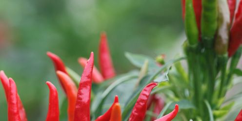 Ingredient, Red, Bird's eye chili, Spice, Produce, Malagueta pepper, Bell peppers and chili peppers, Chili pepper, Carmine, Flowering plant, 
