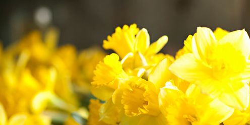 Petal, Yellow, Flower, Botany, Floristry, Flowering plant, Flower Arranging, Narcissus, Floral design, Plant stem, 