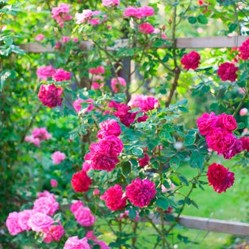 Plant, Flower, Petal, Shrub, Pink, Magenta, Garden, Flowering plant, Annual plant, Subshrub, 