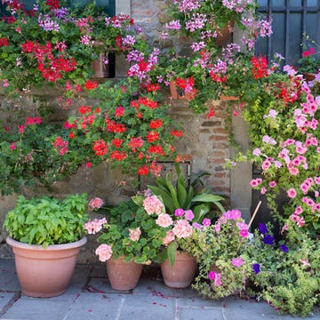 Flowerpot, Plant, Flower, Shrub, Petal, Garden, Magenta, Annual plant, Groundcover, Houseplant, 