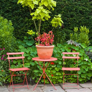 Plant, Shrub, Garden, Furniture, Groundcover, Flowerpot, Outdoor furniture, Annual plant, Yard, Coquelicot, 