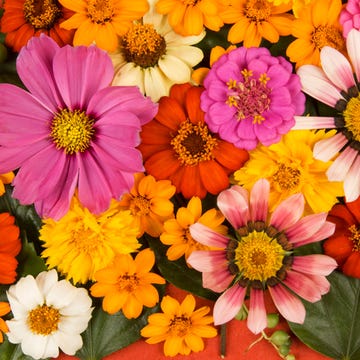 Petal, Yellow, Flower, Orange, Floristry, Floral design, Daisy family, Annual plant, Pollen, Flower Arranging, 