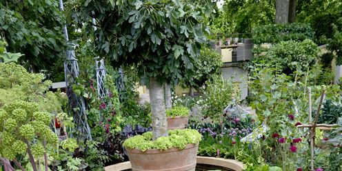 Plant, Garden, Flowerpot, Shrub, Backyard, Groundcover, Yard, Herb, Annual plant, Landscaping, 