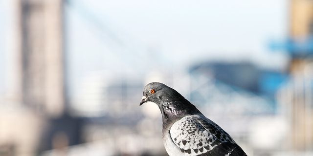 Daytime, Bird, Beak, Adaptation, Feather, Pigeons and doves, Grey, Wing, Rock dove, Photography, 