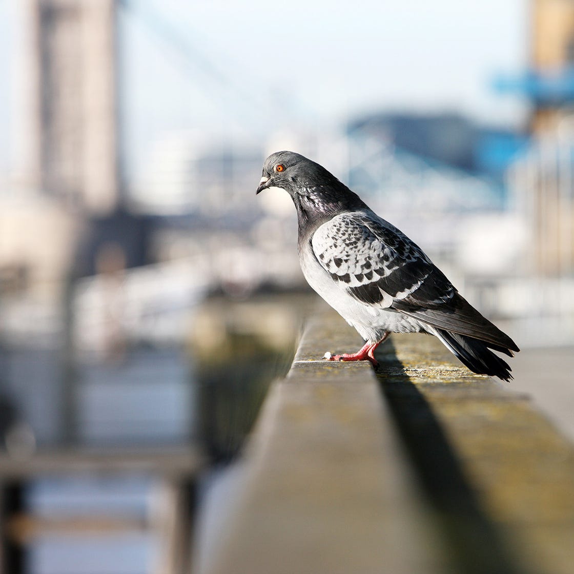 bird-dropping-stain-removal-how-to-remove-bird-dropping-stains