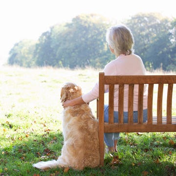 Dog breed, Dog, Mammal, Carnivore, People in nature, Sporting Group, Sunlight, Bench, Outdoor furniture, Liver, 