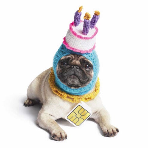 Pug, Dog, Carnivore, Purple, Snout, Toy dog, Dog breed, Dog supply, Fawn, Puppy, 