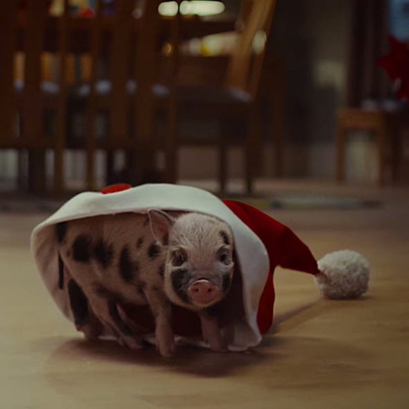 Carnivore, Terrestrial animal, Jaw, Snout, Toy, Liver, Ball, Ball, Fur, Dog supply, 