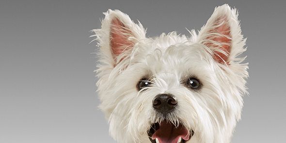 Carnivore, Dog, Vertebrate, Dog breed, Snout, Small terrier, West highland white terrier, Terrier, Collar, Toy dog, 