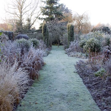 Shrub, Plant community, Garden, Subshrub, Groundcover, Grass family, Shrubland, Annual plant, Landscaping, Perennial plant, 