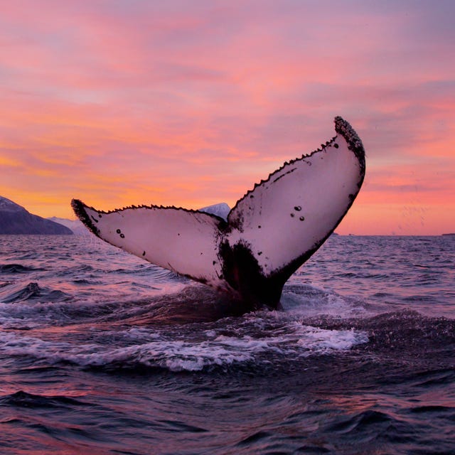 Liquid, Fluid, Natural environment, Water, Atmosphere, Ocean, Waterway, Dusk, Marine mammal, Purple, 