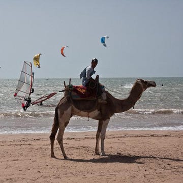 Camel, Camelid, Natural environment, Sand, Vertebrate, Landscape, Tourism, Coastal and oceanic landforms, Working animal, Aeolian landform, 