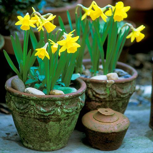 Petal, Plant, Flower, Flowerpot, Flowering plant, Botany, Spring, Vase, Interior design, Plant stem, 