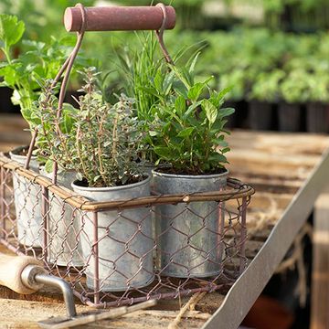 Flowerpot, Herb, Houseplant, Annual plant, 