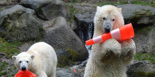 Organism, Vertebrate, Facial expression, Polar bear, Adaptation, Terrestrial animal, Snout, Carmine, World, Fur, Organism, Vertebrate, Facial expression, Polar bear, Adaptation, Terrestrial animal, Snout, Carmine, World, Fur,