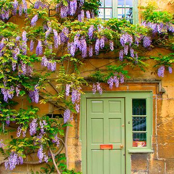 Blue, Green, Purple, Flower, Door, Wall, Lavender, Violet, Home door, House, 