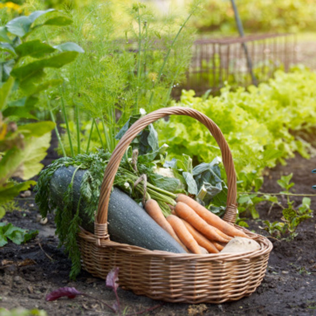 Ingredient, Whole food, Produce, Natural foods, Local food, Basket, Storage basket, Vegetable, Vegan nutrition, Wicker, 