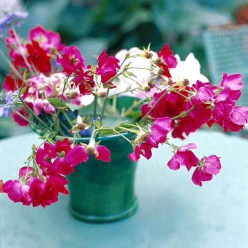 Petal, Flower, Magenta, Pink, Flowerpot, Purple, Flowering plant, Floristry, Cut flowers, Vase, 