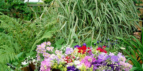 Plant, Shrub, Flower, Petal, Garden, Flowerpot, Purple, Groundcover, Annual plant, Flowering plant, 