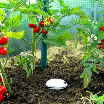 Produce, Vegetable, Soil, Ingredient, Natural foods, Garden, Fruit, Coquelicot, Annual plant, Whole food, 