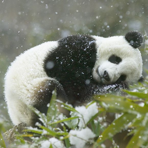 Cutest panda in the snow video ever - Cute animals