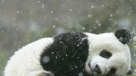 cute pandas with captions