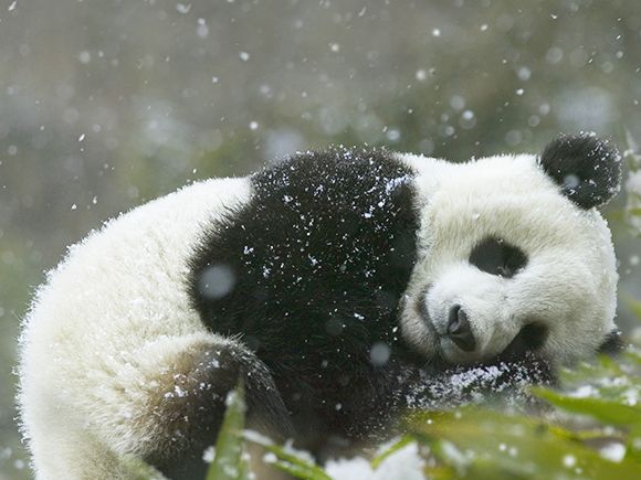 cutest panda in the world