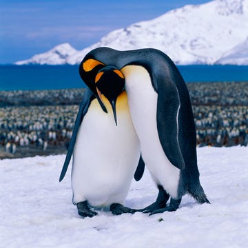 Penguin, Daytime, Winter, Natural environment, Organism, Freezing, Bird, Emperor penguin, Vertebrate, Beak, 