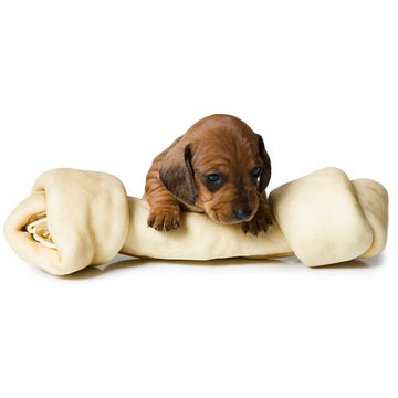 Dog breed, Brown, Dog, Carnivore, Tan, Puppy, Dog supply, Working animal, Liver, Fawn, 