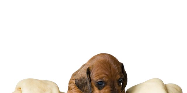 Dog breed, Brown, Dog, Carnivore, Tan, Puppy, Dog supply, Working animal, Liver, Fawn, 