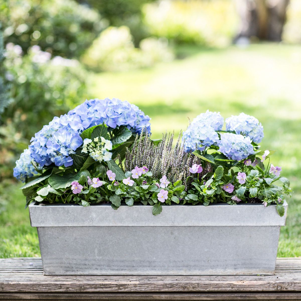 Blue, Plant, Flower, Flowerpot, Purple, Lavender, Majorelle blue, Shrub, Electric blue, Groundcover, 