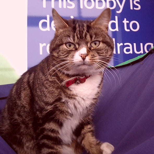 Whiskers, Vertebrate, Felidae, Small to medium-sized cats, Cat, Carnivore, Facial expression, Iris, Snout, Terrestrial animal, 