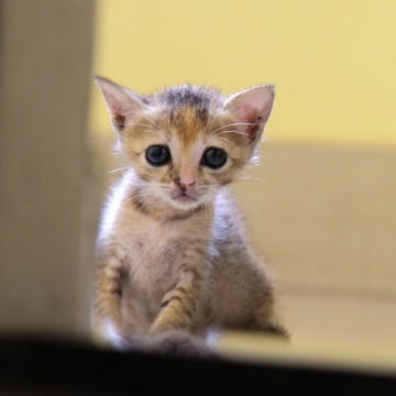 Skin, Whiskers, Small to medium-sized cats, Carnivore, Felidae, Kitten, Cat, Snout, Beige, Fur, 
