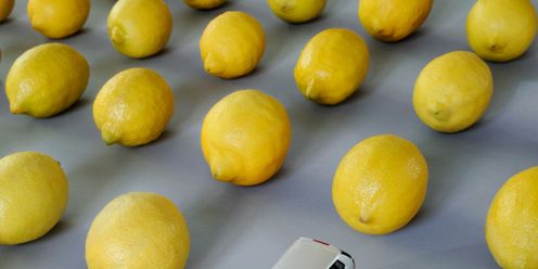Yellow, Lemon, Citrus, Fruit, Toy, Produce, Automotive parking light, Meyer lemon, Natural foods, Citric acid, 