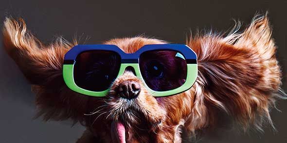 Eyewear, Goggles, Vision care, Dog breed, Brown, Sunglasses, Dog, Vertebrate, Carnivore, Collar, 
