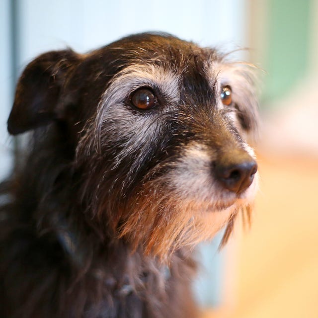 Dog breed, Brown, Carnivore, Dog, Snout, Iris, Whiskers, Liver, Companion dog, Working animal, 