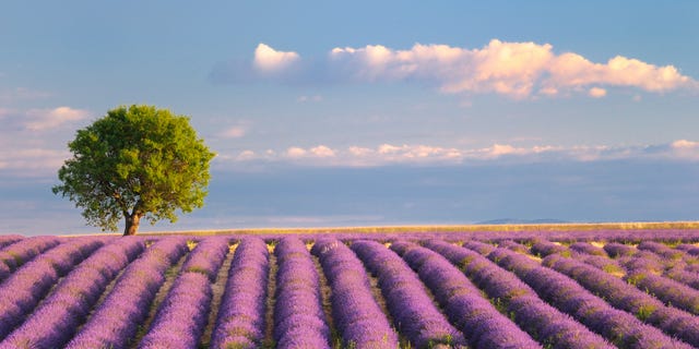 Agriculture, Purple, Lavender, Farm, Field, Violet, Lavender, Plantation, Rural area, Crop, 