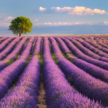 Agriculture, Purple, Lavender, Farm, Field, Violet, Lavender, Plantation, Rural area, Crop, 