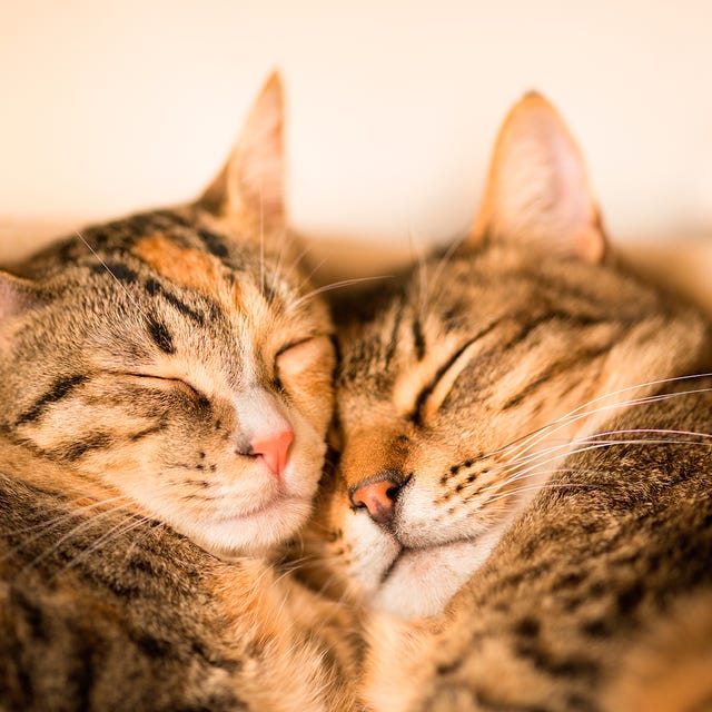 Small to medium-sized cats, Whiskers, Felidae, Organism, Vertebrate, Carnivore, Cat, Comfort, Orange, Terrestrial animal, 
