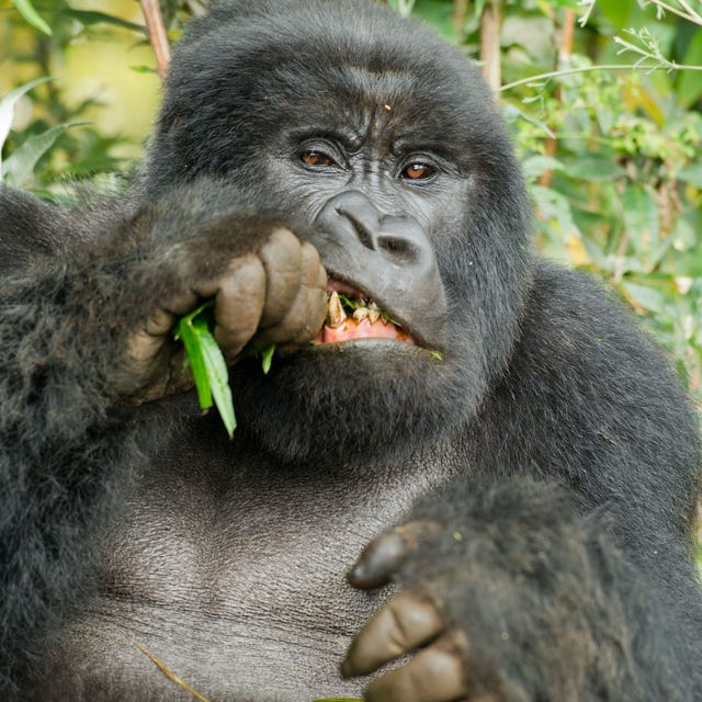 Vegetation, Nature, Organism, Finger, Natural environment, Skin, Primate, Vertebrate, Shoulder, Leaf, 