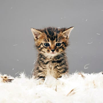 Felidae, Organism, Vertebrate, Small to medium-sized cats, Whiskers, Cat, Mammal, Carnivore, Iris, Snout, 