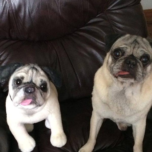 Dog, Skin, Vertebrate, Carnivore, Mammal, Pug, Dog breed, Snout, Iris, Couch, 