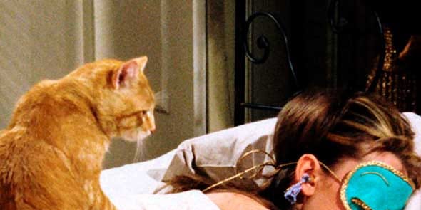 Comfort, Small to medium-sized cats, Felidae, Cat, Earrings, Carnivore, Whiskers, Sitting, Fur, Hair accessory, Comfort, Small to medium-sized cats, Felidae, Cat, Earrings, Carnivore, Whiskers, Sitting, Fur, Hair accessory,