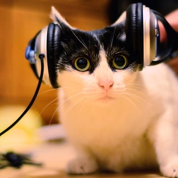 Whiskers, Small to medium-sized cats, Felidae, Carnivore, Cat, Iris, Snout, Terrestrial animal, Gadget, Cable, 