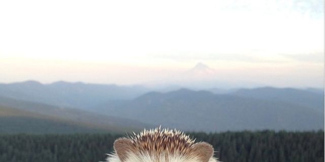 Hedgehog, Erinaceidae, Nature, Highland, Domesticated hedgehog, Ecoregion, Hill, Terrain, Mountain range, Wilderness, 