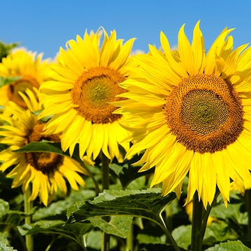 Yellow, Plant, Petal, Sunflower, Flower, Plantation, Field, Flowering plant, Crop, Agriculture, 