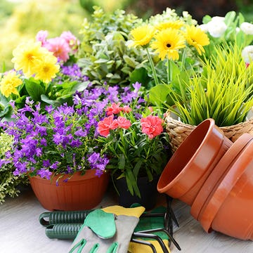 Flowerpot, Plant, Flower, Petal, Purple, Flowering plant, Botany, Garden, Floristry, Lavender, 